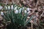 White snowdrop pictures desktop wallpaper