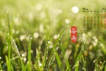 2020年5月穀雨清新綠色護眼日曆壁紙