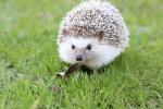 Super cute little hedgehog picture material HD desktop wallpaper