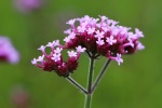 Willow verbena picture desktop wallpaper