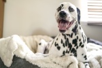 Dalmatian dog pictures desktop wallpaper