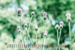 2021年8月公园花草树叶桌面日历壁纸