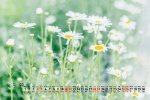2021年9月小清新绿色花卉电脑日历壁纸