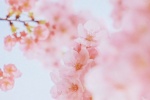 Pink cherry blossom aesthetic wallpaper