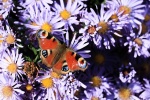 Beautiful peacock butterfly pictures