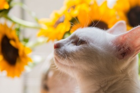 Pet Cat Photography Pictures HD Computer Wallpaper