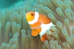 Beautiful underwater world pictures desktop wallpaper