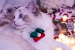 Cute Ragdoll Cat Pictures Desktop Wallpaper
