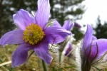 HD Wildflower Pulsatilla Pictures Desktop Wallpaper