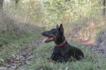 Doberman Pinscher Pictures Doberman Pinscher Pictures