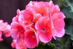Pink geranium pictures