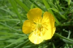 yellow buttercup pictures