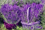 HD lavender pictures desktop wallpaper