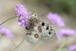 HD Apollo Silk Butterfly Picture Desktop Wallpaper