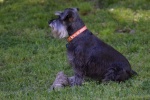Cute and cute Schnauzer pictures