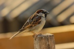 Sparrow bird photography picture material wallpaper
