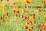 June 2021 Flowers and Plants Desktop Calendar Wallpaper