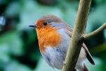 Robin on a branch picture