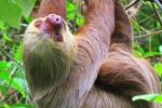 Sloth Pictures Cute Sloth Pictures