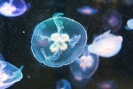 HD jellyfish pictures computer desktop wallpaper