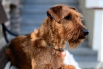 Irish Terrier Pictures