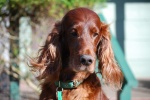 Lively Irish Setter Pictures