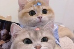 The latest version of cat couple avatar pictures