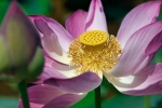 Pink lotus HD picture desktop wallpaper