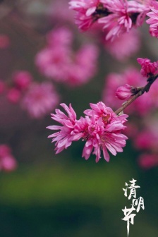 Valentine's Day Chrysanthemum and Peach Pictures