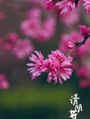 Valentine's Day Chrysanthemum and Peach Pictures