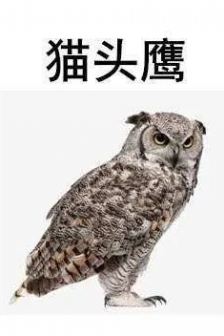 Owl Hawk Head Cat Terrier Illustration