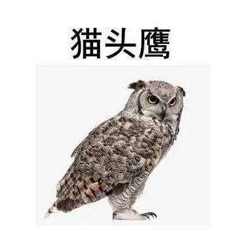 猫头鹰鹰头猫梗图