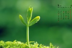 Eye-protecting green plant calendar wallpaper for January 2022