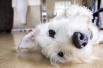 Cute and cute Schnauzer pictures