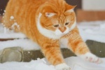 Orange cat cute avatar