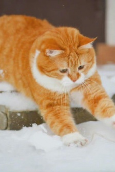 Orange cat cute avatar