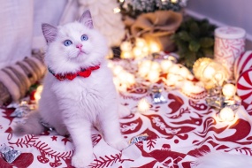 Cute Ragdoll Cat Pictures Desktop Wallpaper