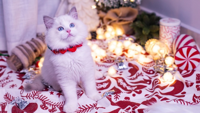 Cute Ragdoll Cat Pictures Desktop Wallpaper