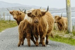 Long haired Scottish cow pictures