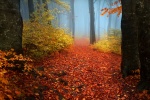 Autumn forest full of red leaves picture wallpaper