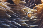 Beautiful underwater world pictures desktop wallpaper