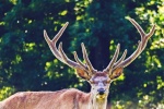 Red deer pictures in the forest