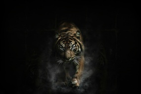 霸气侧漏的老虎桌面壁纸