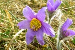 HD Wildflower Pulsatilla Pictures Desktop Wallpaper