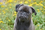 Cute and cute pug pictures
