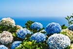 Fresh and eye-catching hydrangea pictures desktop wallpaper