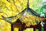 Autumn Equinox Beautiful Ginkgo Scenery Pictures Desktop Wallpaper
