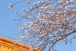 Beautiful apricot blossom scenery pictures