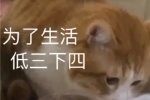 为了生活低三下四~