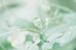 Fresh eye-protecting green leaves and flowers mobile wallpaper pictures